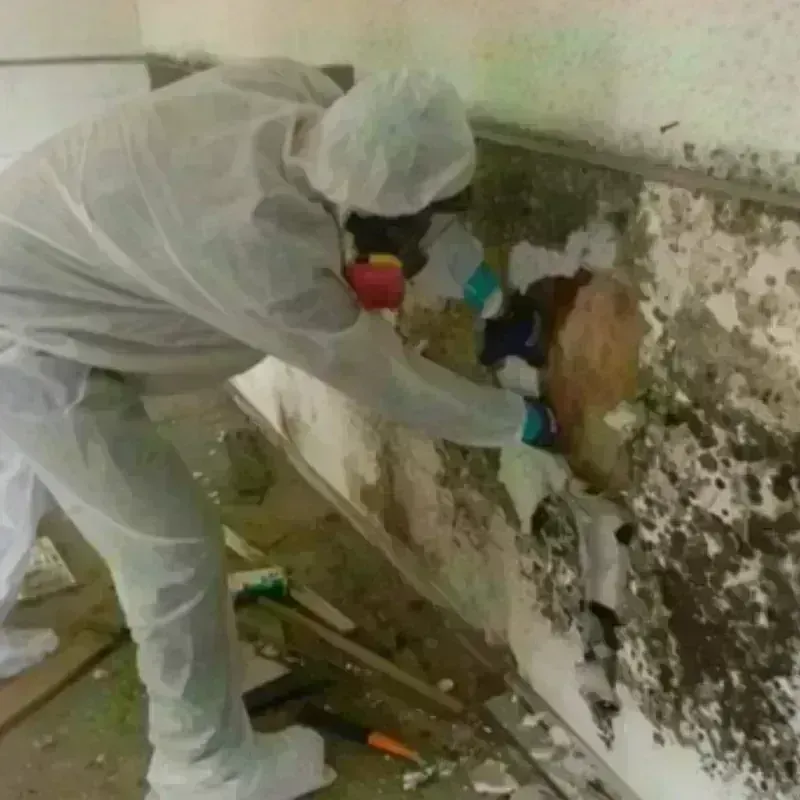 Mold Remediation and Removal in Saint Bernard Parish, LA